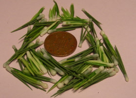 spring onions new