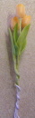 tulip orange no pot