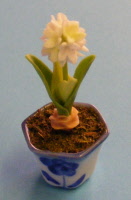 white alium s
